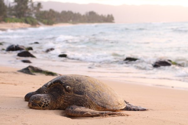 Al menos cinco tortugas aparecen mutiladas en Río de Janeiro
