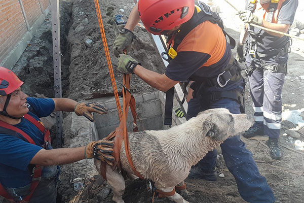 Bomberos rescatan a dos perros tras caer a un pozo de 18 metros de profundidad
