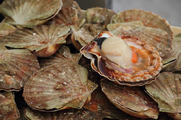 EU alimentará a sus soldados con mariscos de Japón tras prohibición de China