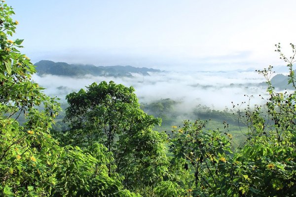 Lula dice que la deforestación en la Amazonia cayó un 49.5% en un año