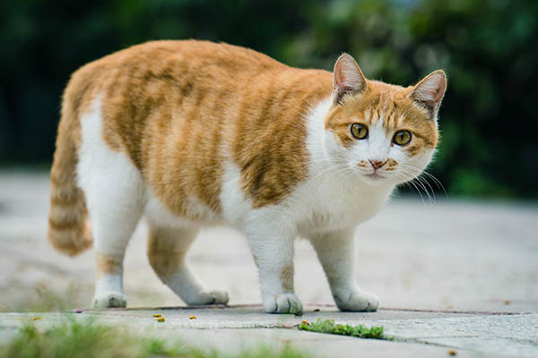 ¿Qué pasa cuando los gatos engordan? Los científicos opinan sobre obesidad