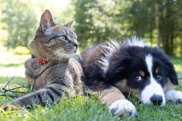 Abriga a tu mascota: consejos esenciales para un invierno seguro