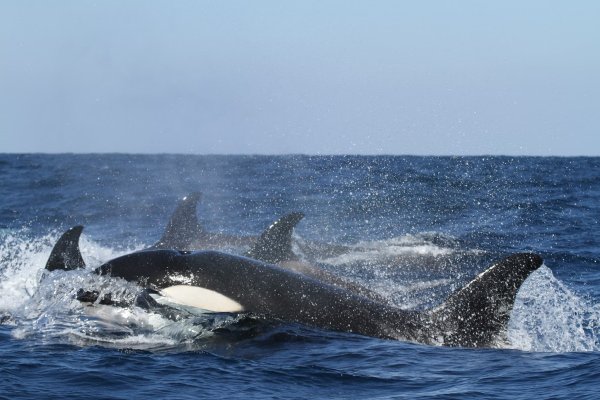 Nuevo ataque de orcas en el estrecho de Gibraltar; terminaron hundiendo un yate