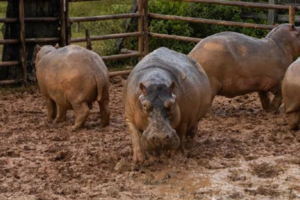 El ministerio de ambiente de Colombia crea un mito para sacrificar hipopótamos: AZCRAM
