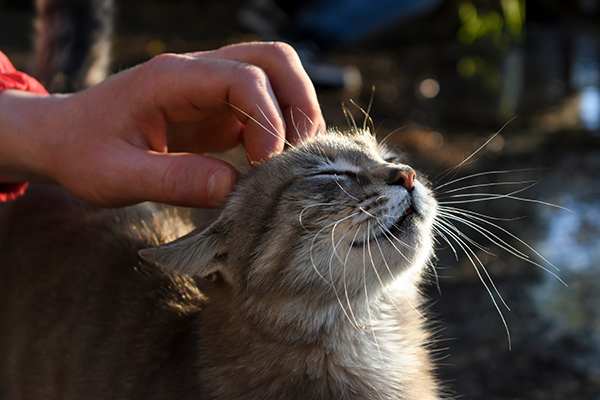 ¿Estás listo para la última etapa de vida de tu mascota?