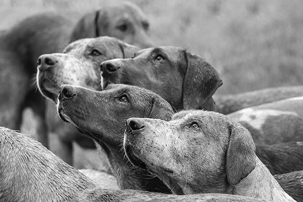 Corea del Sur prohibirá desde 2027 el consumo de carne de perro