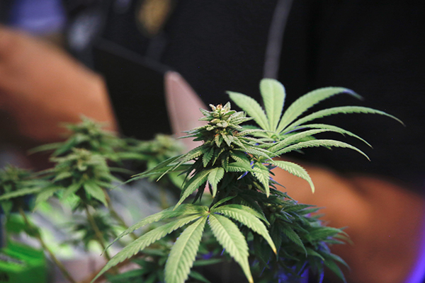 Europa advierte que productos de cannabis son cada vez más fuertes
