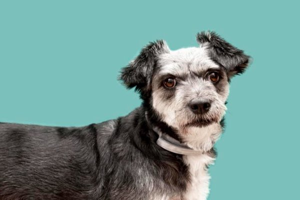Carne de perros, impensado para muchos, cotidiano en muchas partes del mundo