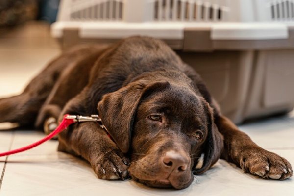 Inusual enfermedad respiratoria está afectando a cientos de perros en EU