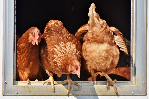La prefectura japonesa de Saga sacrificará unas 40,000 aves de corral por gripe aviar