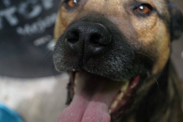 ¿Cómo piensa el mejor amigo del hombre? Explorando el sesgo espacial en los perros