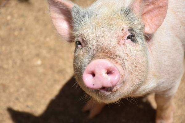 Confirman el primer caso de gripe porcina en un humano en Reino Unido
