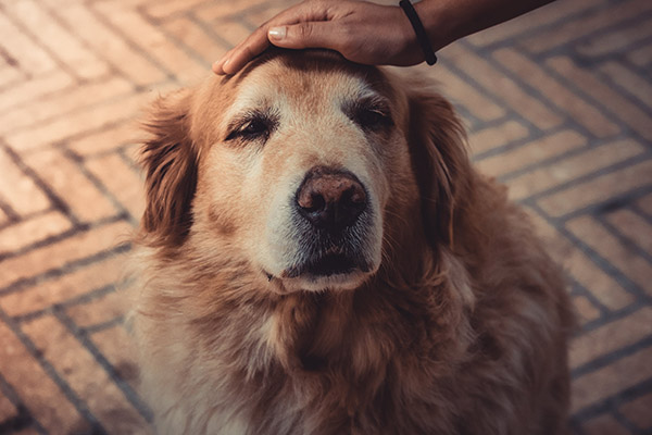 ¿Qué tan bueno sería alargar la vida de los perros?