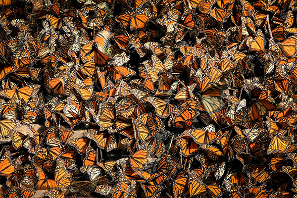 ¿Qué está pasando con la mariposa Monarca en su llegada a México?