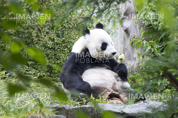 Pareja de pandas gigantes regresa a China desde Reino Unido
