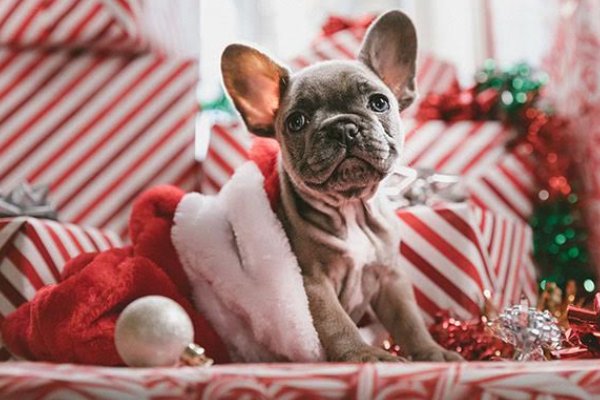 Navidad con los lomitos y michis: regalos de un dueño responsable