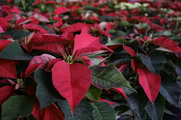 Nochebuena, la flor mexicana que adorna la Navidad en el mundo