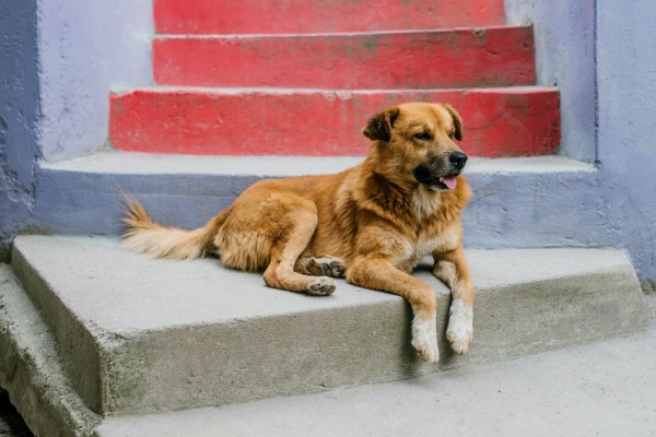 ¿Cómo ayudar a gatos y perros sin hogar en la época invernal? 5 consejos que cambiarán sus vidas