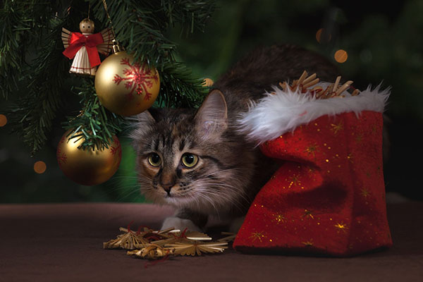 Ser un dueño responsable, el mejor regalo para las mascotas en Navidad