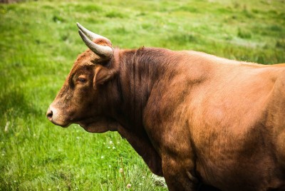 Caos en Nueva Jersey: un toro se pasea por los andenes y salta a las vías del tren