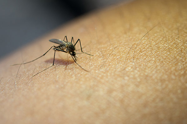 Una de cada dos personas en el mundo corre el riesgo de contraer dengue, alerta la OMS
