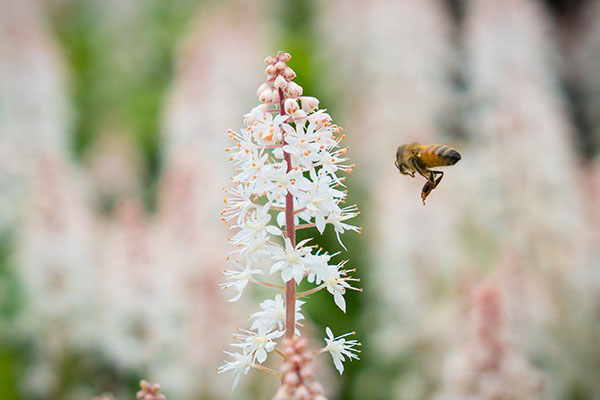Las flores podrían lograr la autopolinización poniendo en grave riesgo a los ecosistemas