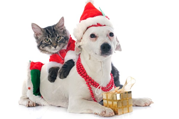Los mejores regalos navideños para tus perros y gatos
