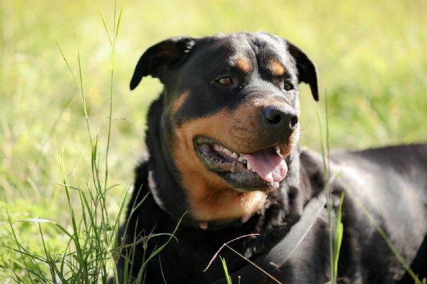 Un joven muere tras ser atacado por sus 5 rottweiler