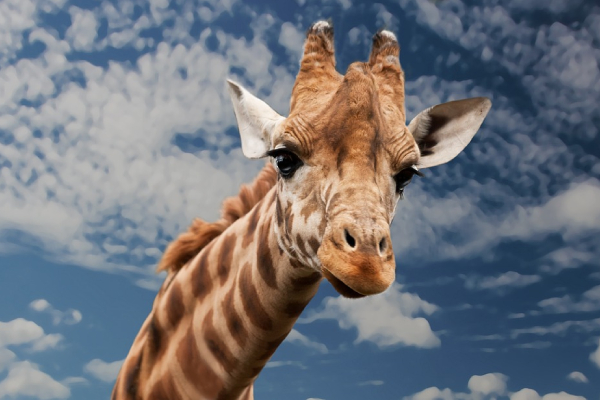 Africam Safari está lista para recibir a Benito, la jirafa de Ciudad Juárez