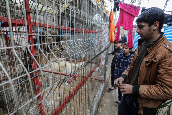 Animales en zoológico de Gaza comienzan a sucumbir ante la falta de alimento