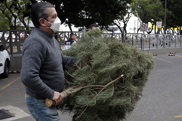 ¿Qué destino tienen los árboles naturales navideños?