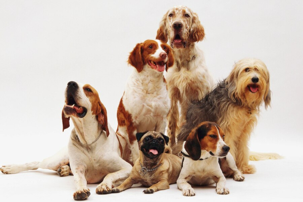 ¿Cuáles son las palabras que más entienden los perros? La ciencia lo revela