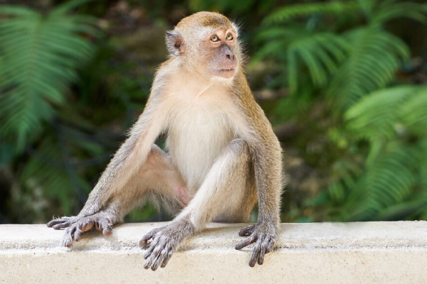 ReTro, el macaco clonado, marca un hito científico al cumplir dos años en completa salud