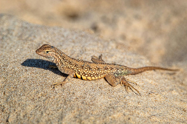 Investigadores descubren nueva especie de lagartija en Chiapas