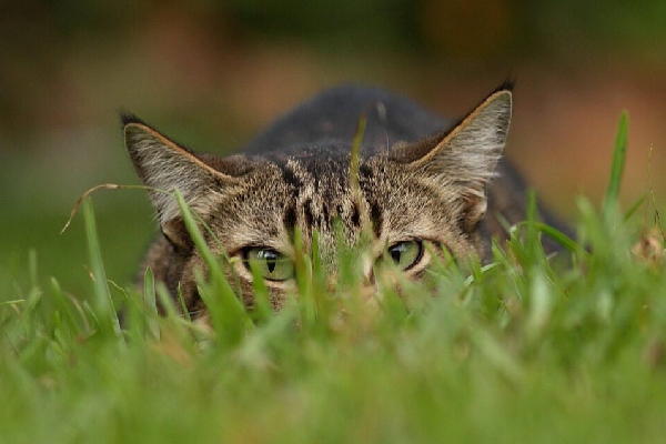 ¿Por qué los gatos extinguen más especies que cualquier otro depredador?