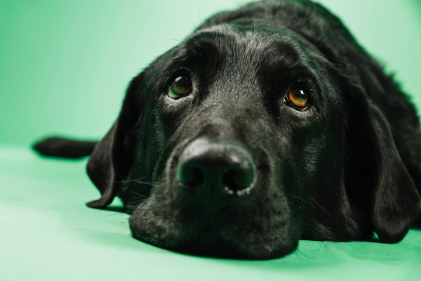 Reino Unido enfrenta una “demanda sin precedentes” de personas que renuncian a sus mascotas