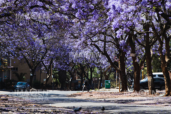 ¿Naturaleza desfasada? Las jacarandas y otras flores que están alertando al mundo