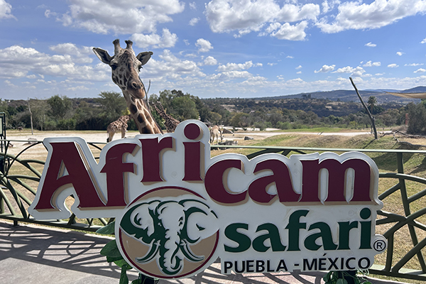 Cálido recibimiento a "Benito" en Africam Safari