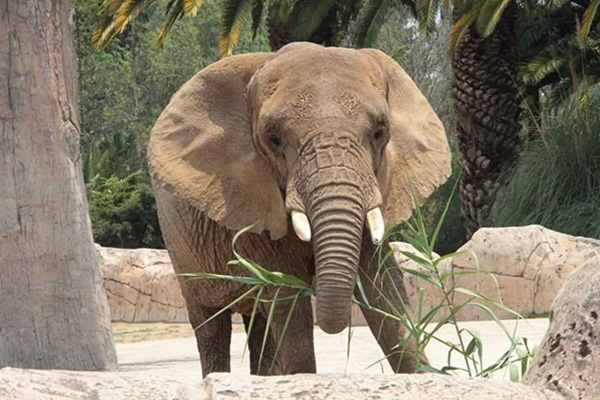 Animalistas y elefanta Ely enfrentarán a su peor enemigo, la Profepa