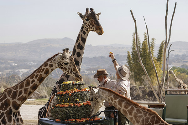 “Benito” se integra a la manada de jirafas en su nuevo hogar, Africam Safari