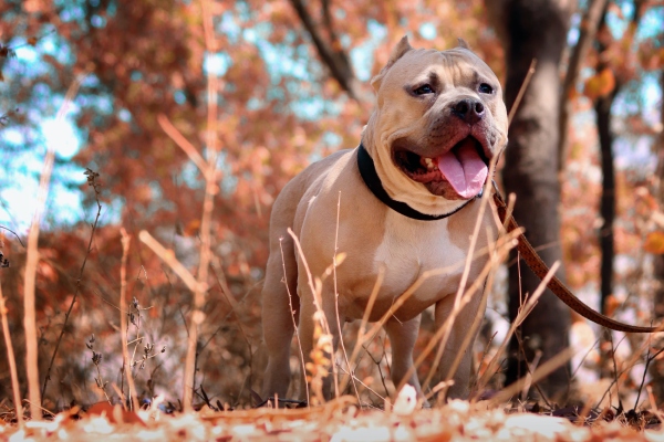 ¿Agresión involuntaria o carácter violento? Cuando los perros atacan a sus dueños