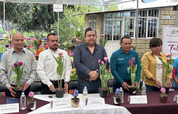 Productores de tulipán de Atlixco esperan comercializar 200,000 plantas