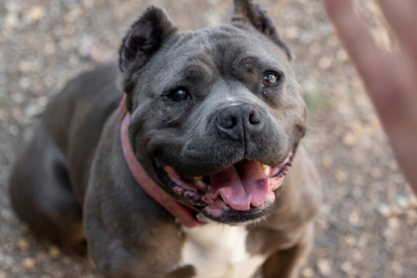 Reino Unido comenzará a sacrificar perros American Bully XL tras controvertida ley