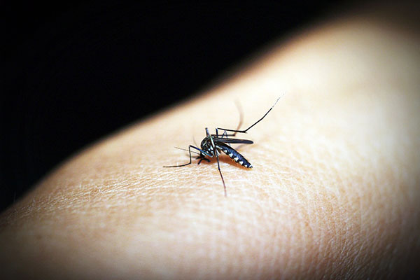 Dengue sigue siendo una preocupación en Latinoamérica: Brasil lideró casos en 2023