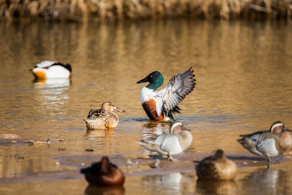 Actividad humana, responsable de que más del 20 % de especies migratorias esté en peligro de extinción