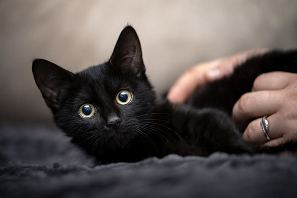 En México hay 4 millones de gatos en situación de calle