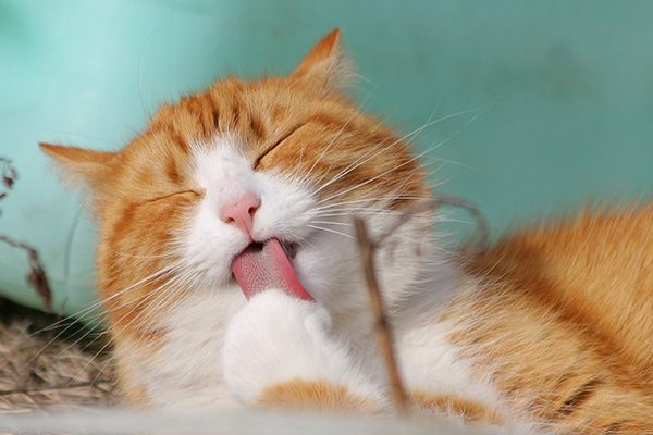 Los gatos no tienen 7 vidas: consejos para alargar la vida de tu felino