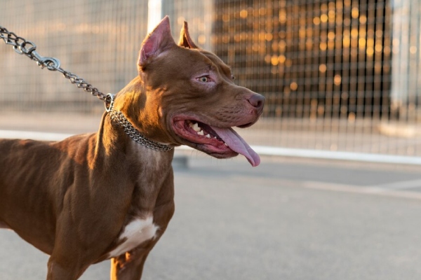 Pitbulls acaban con la vida de su criador en mortal ataque