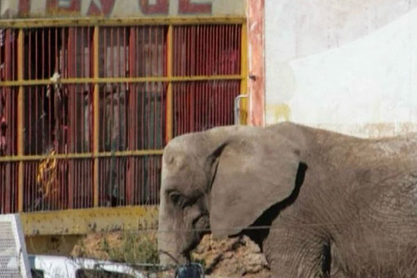 Especialistas del Zoo Guadalajara y de la AZCARM acuden a revisar a la elefanta “Annie”