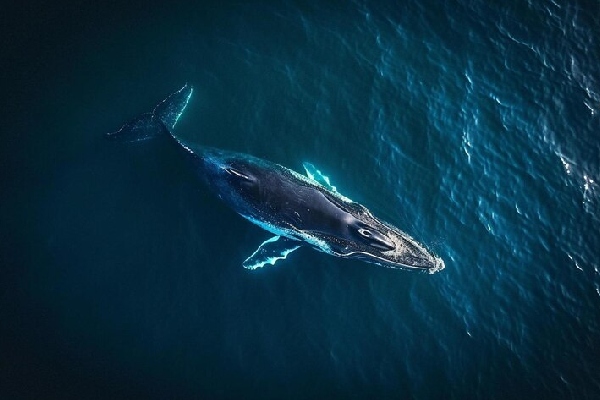 Ballenas pagan el precio del calentamiento global en Japón